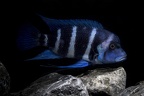Cyphotilapia gibberosa Moba.jpg