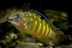 Spathodus sp. Kekese.jpg