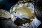 Variabilichromis moori.JPG