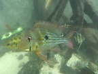 Geophagus winemilleri.jpg