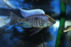 Copadichromis parvus 'Metengula' mâle.jpg