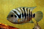 Amatitlania kannaa 'Rio Guarumo' mâle.jpg