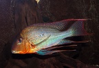 Geophagus altifrons - Male.jpg