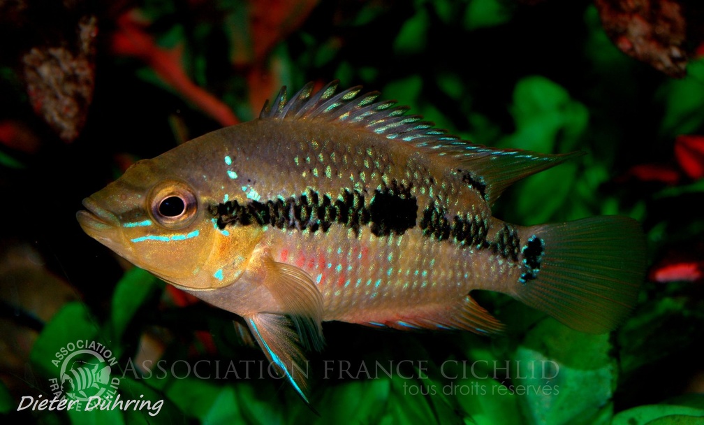 Trichromis salvini 'Belize River'.jpg