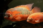 hypselecara temporalis couple .JPG