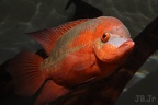 hypselecara temporalis male .JPG