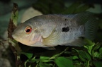 Australoheros scitulus femelle.jpg