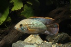 Andinoacara aff. latifrons Choco Colombie male .JPG