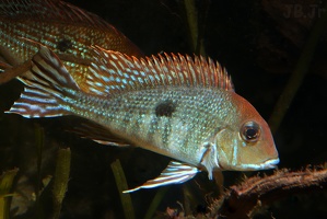 Geophagus sp. "red head Tapajos"