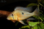 Geophagus taeniopareus femelle .JPG