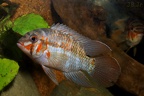 Kobia xinguensis.JPG