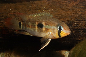 Krobia sp. "Oyapock"