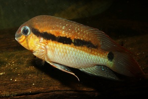 Krobia sp. "Oyapock"