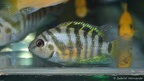 Amatitlania nigrofasciata, variété du Honduras (congrès AFC Vichy, septembre 2007).jpg