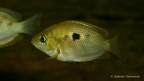 Etroplus maculatus (Club aquariophile de Vernon, juillet 2003).jpg