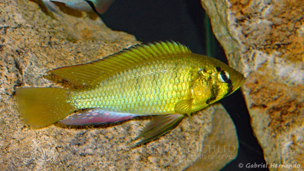 Astatoreochromis alluaudi (Club aquariophile de Vernon, février 2004).jpg