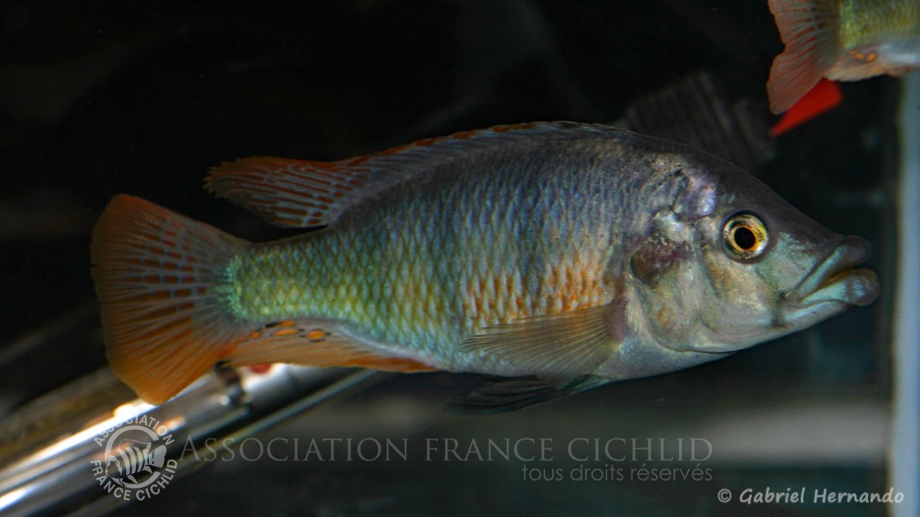 Haplochromis chilotes (Le Mans, octobre 2009, réunion AFC).jpg