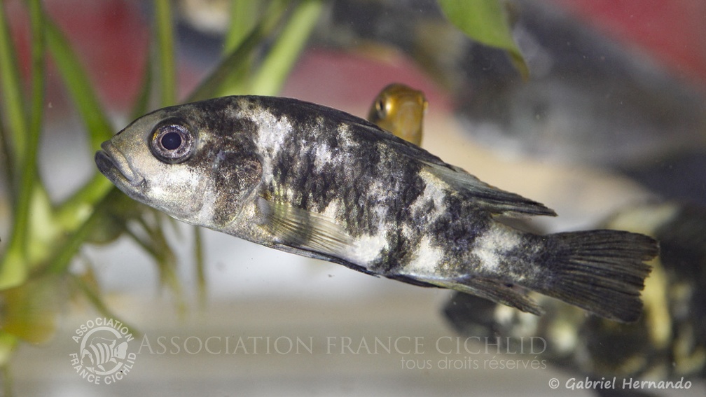 Haplochromis chromogynos, Variété de Zue Island, Tanzanie (Montereau-Fault-Yonne, congrès AFC 2019).jpg