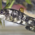 Haplochromis chromogynos, Variété de Zue Island, Tanzanie (Montereau-Fault-Yonne, congrès AFC 2019).jpg