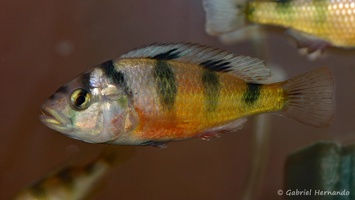 Haplochromis latifasciatus