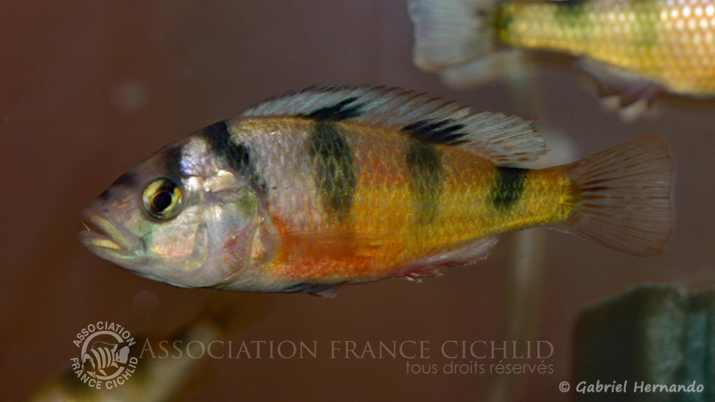 Haplochromis latifasciatus (Nancy, octobre 2008, congrès AFC).jpg