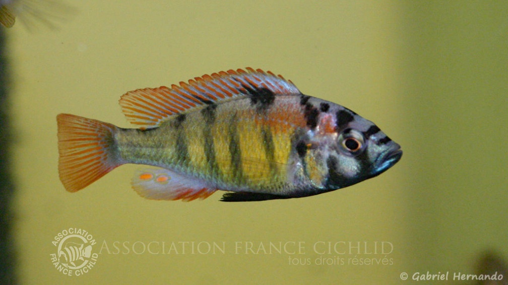 Haplochromis ishmaeli (Aquabeek, mars 2011).jpg
