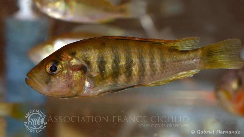 Haplochromis melanopterus (Nancy, congrès AFC 2008).jpg