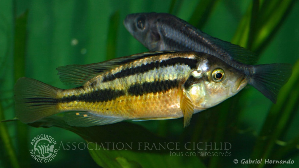 Haplochromis sauvagei, variété de Makobe Island (Villebon sur Yvette, congrès AFC 2009).jpg