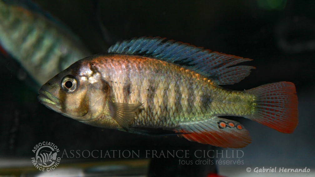 Haplochromis sp. « Entebbe » (Le Mans, Réunion AFC, octobre 2009).jpg