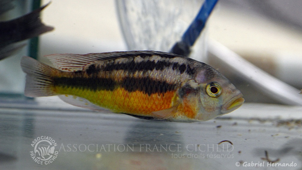 Haplochromis sauvagei, variété de Makobe Island, Tanzanie (Montereau-Fault-Yonne, congrès AFC 2019).jpg