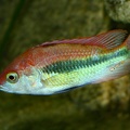 Haplochromis sp. « Flameback » (Club aquarioiphile de Vernon, juin 2004).jpg
