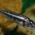 Haplochromis thereuterion (Villebon sur Yvette, congrès AFC 2009).jpg