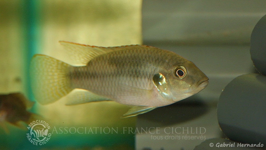 Benitochromis conjunctus (Aquabeek, Pays Bas, mars 2011).jpg