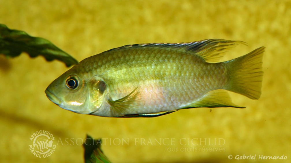 Benitochromis nigrodorsalis (Association aquariophile de Rouen, avril 2006).jpg