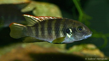 Benitochromis sp. 'Eseka'