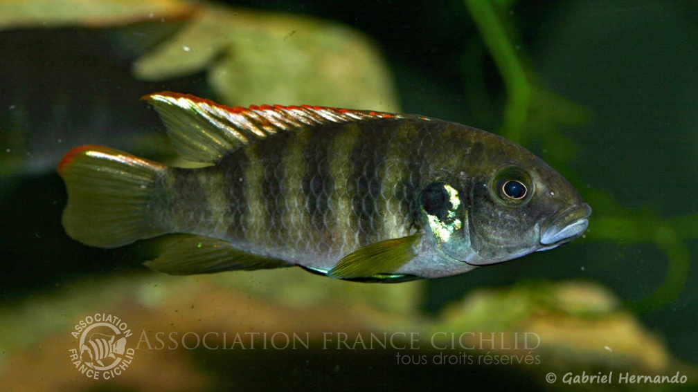 Benitochromis sp. « Eseka » (Club aquariophile de Vernon, avril 2008).jpg