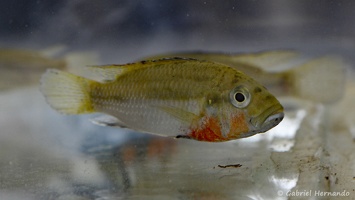 Haplochromis brauschi