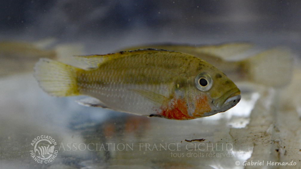 Haplochromis brauschi (Montereau-Fault-Yonne, congrès AFC 2019).jpg