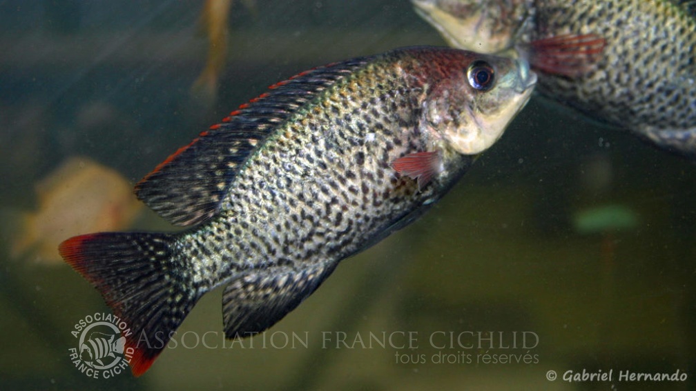 Oreochromis mossambicus (Vichy, congrès AFC 2005).jpg