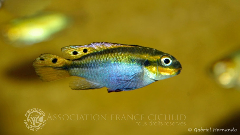 Pelvicachromis taeniatus, femelle de la variété de Moliwe (Association aquariophile de Rouen, avril 2006).jpg