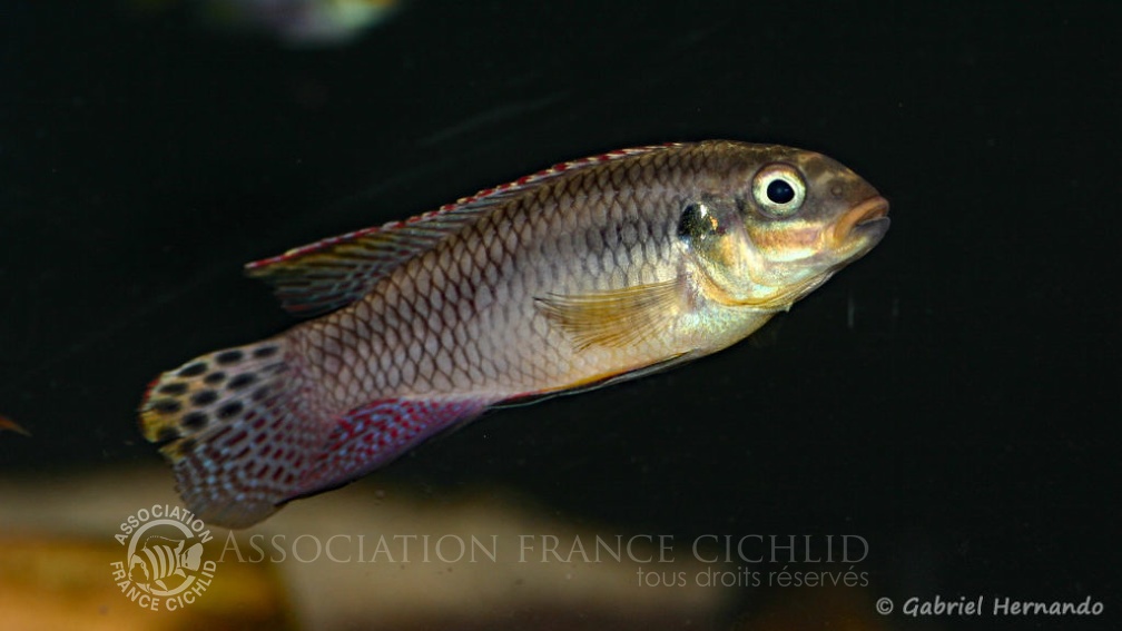 Pelvicachromis taeniatus, mâle de la variété de Lokoundje (Zoo Jazac, Duisbourg, mars 2011).jpg