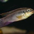 Pelvicachromis taeniatus, mâle de la variété de Lokoundje (Zoo Jazac, Duisbourg, mars 2011).jpg