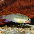 Pelvicachromis taeniatus, mâle de la variété Red Nigeria (Club aquariophile de Vernon, janvier 2004).jpg