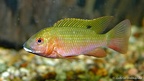 Tilapia snyderae (Club aquariophile de Vernon, janvier 2005).jpg