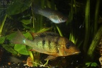 Geophagus pellegrini.JPG