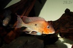 Geophagus sp. Nahmunda male.JPG