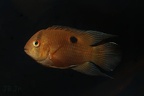 Cleithacara maronii.JPG
