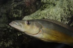 Crenicichla vittata .JPG