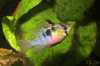 Mikrogeophagus ramirezi femelle Venezuela.JPG