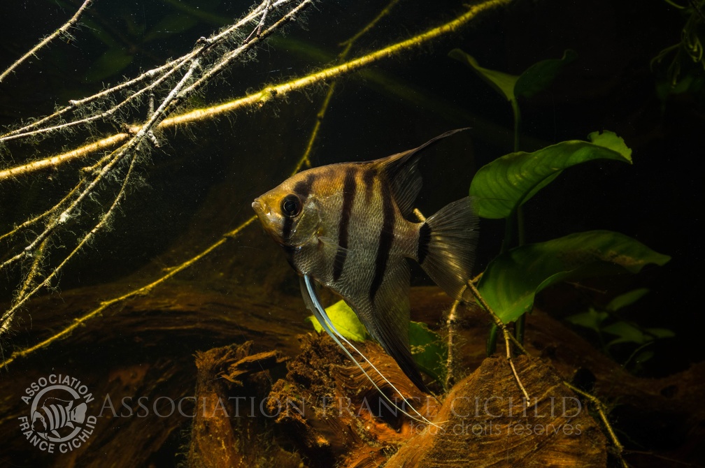 Pterophylum scalare rio Manacapuru femelle.jpg